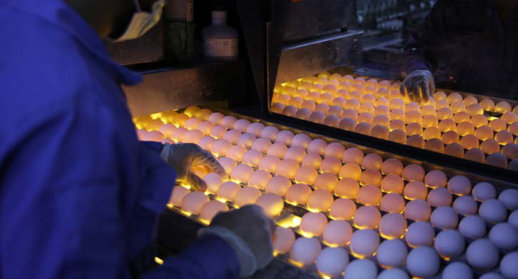 Al Khozma Eggs-1
